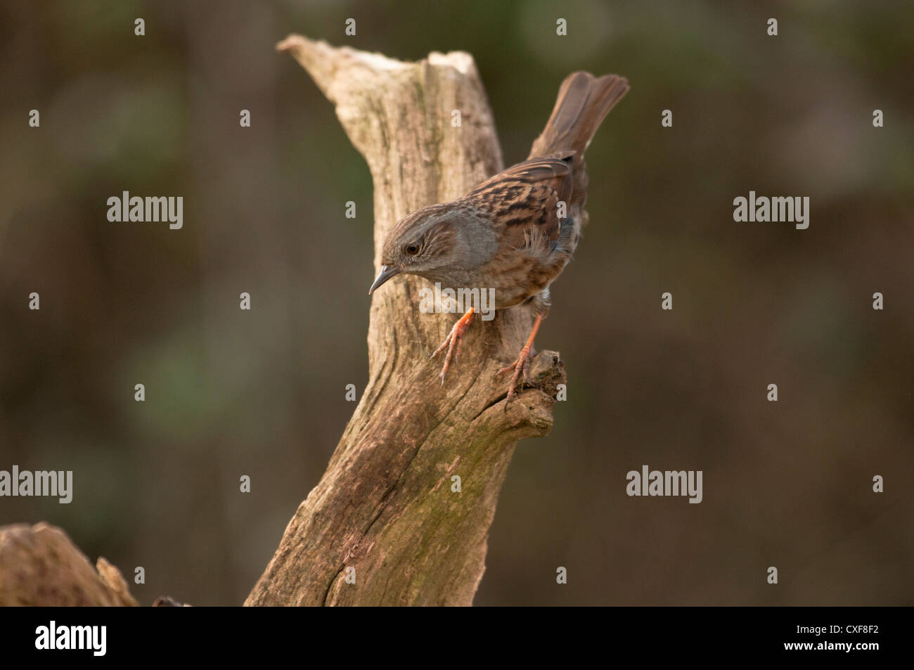 Heckenbraunelle stehend auf einem Ast auf der Suche nach Insekten in Essex Landschaft schaut. Stockfoto