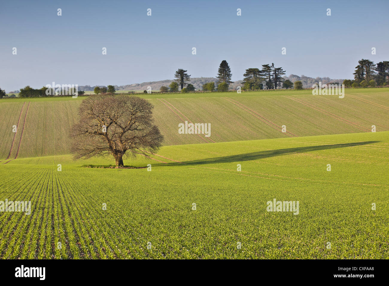 Ein einsamer Baum steht auf einem Feld am Willoughby Hecke in Wiltshire. Stockfoto