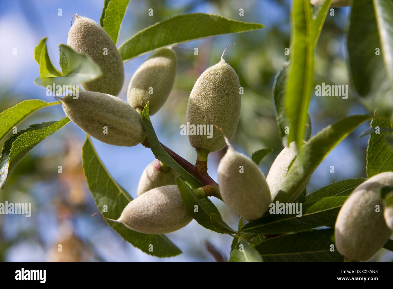 Nahaufnahme von einem Ast Mandeln mit jungen Früchten Stockfoto