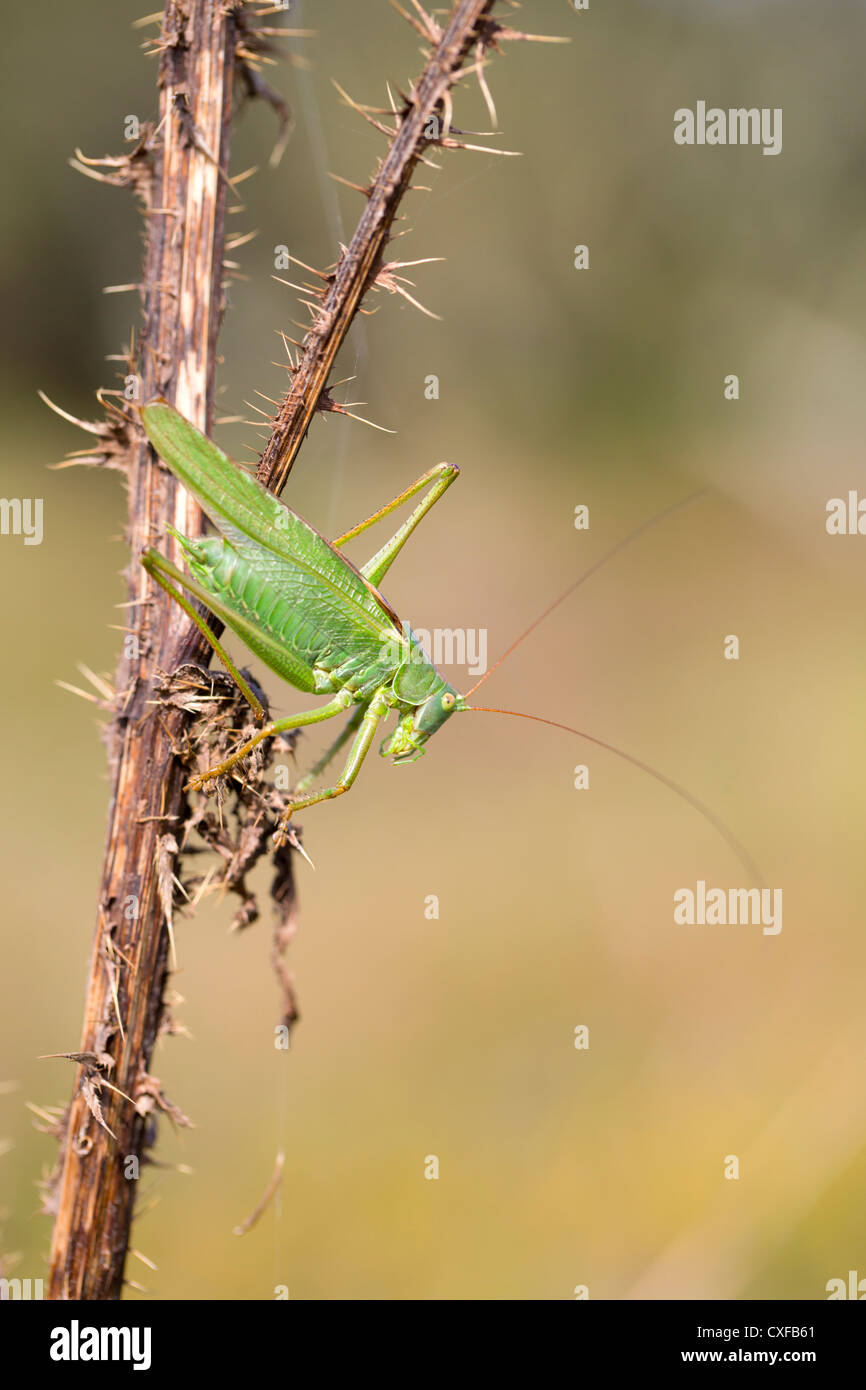 Große grüne Bush Cricket; Tettigonia Viridissima; Männlich; UK Stockfoto
