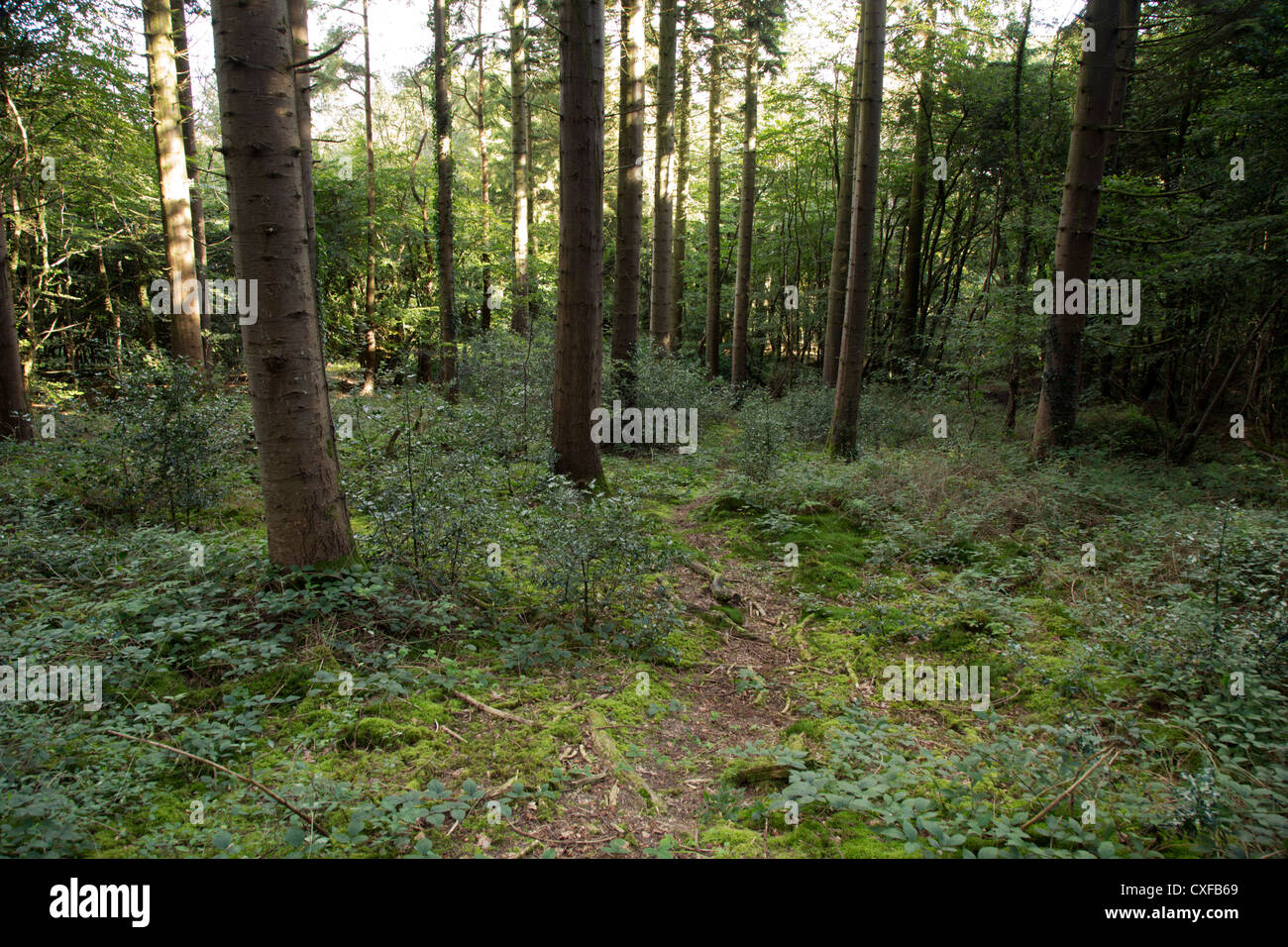 Kingswood; St Austell; Cornwall; VEREINIGTES KÖNIGREICH; Bereich vor 10 Jahren gelöscht Stockfoto