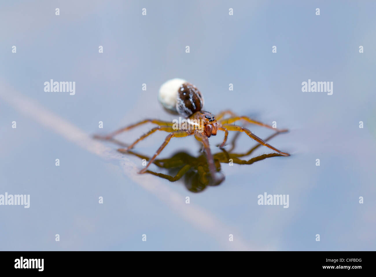 Piraten-Wolfspinne; Pirata Piscatorius; auf dem Wasser; Cornwall; VEREINIGTES KÖNIGREICH; Weibchen mit Ei Stockfoto
