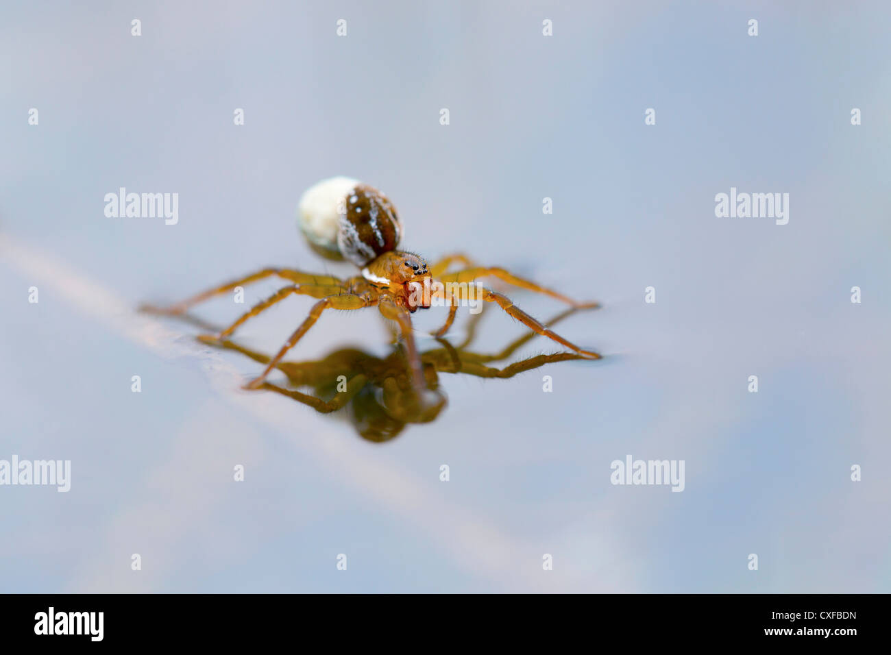 Piraten-Wolfspinne; Pirata Piscatorius; auf dem Wasser; Cornwall; VEREINIGTES KÖNIGREICH; Weibchen mit Ei Stockfoto