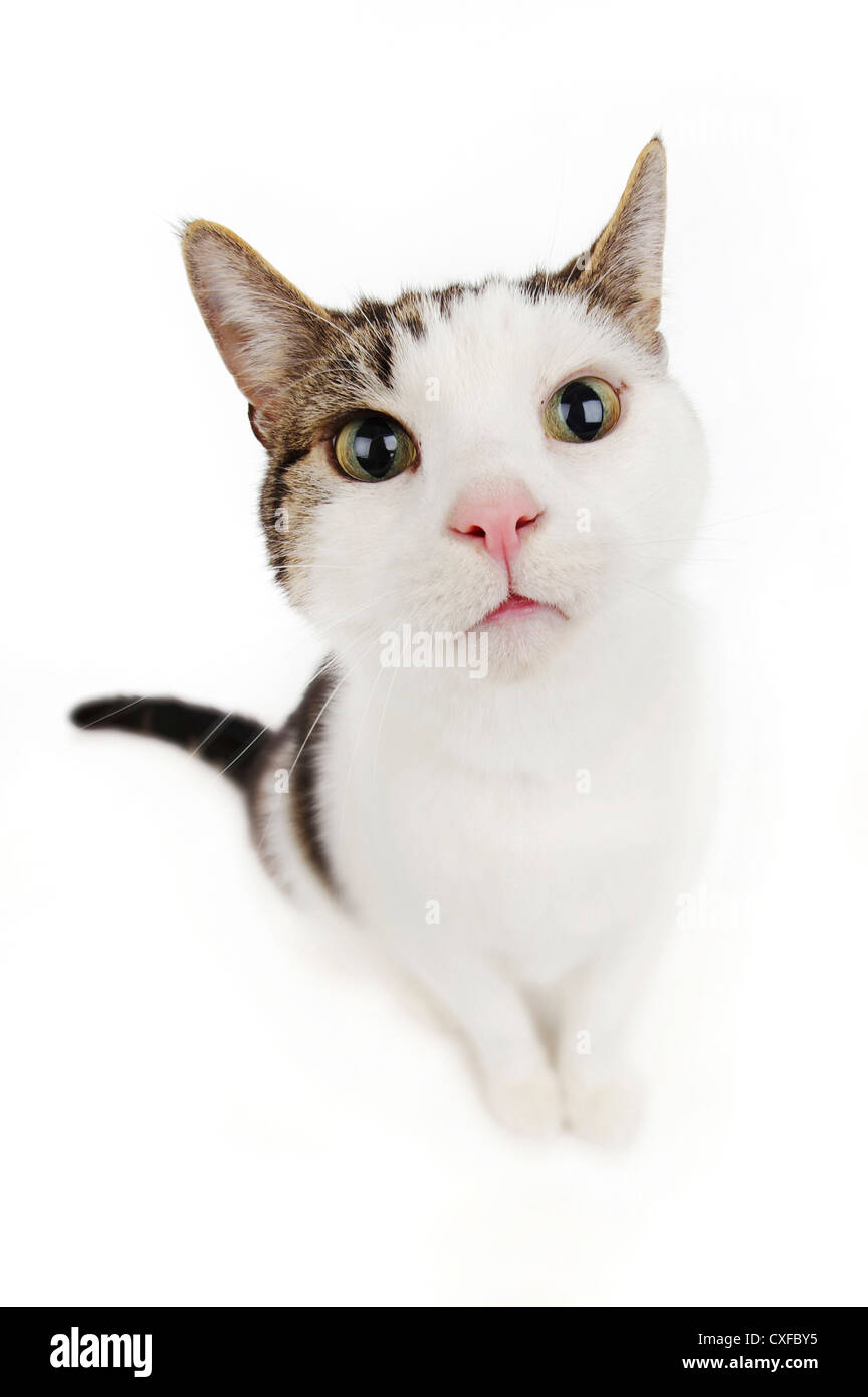 Katze sitzend, Studio gedreht mit weißem Hintergrund Stockfoto