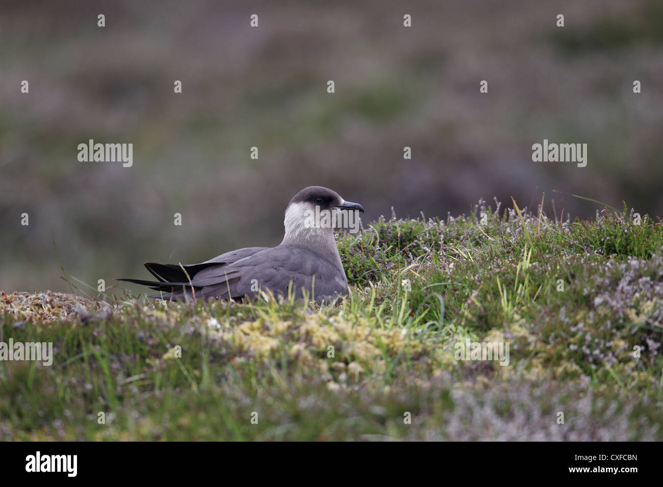 Dunkle Morph / phase Arctic Skua (parasitäre Jaeger) Stercorarius Parasiticus, Shetland, Scotland, UK Stockfoto