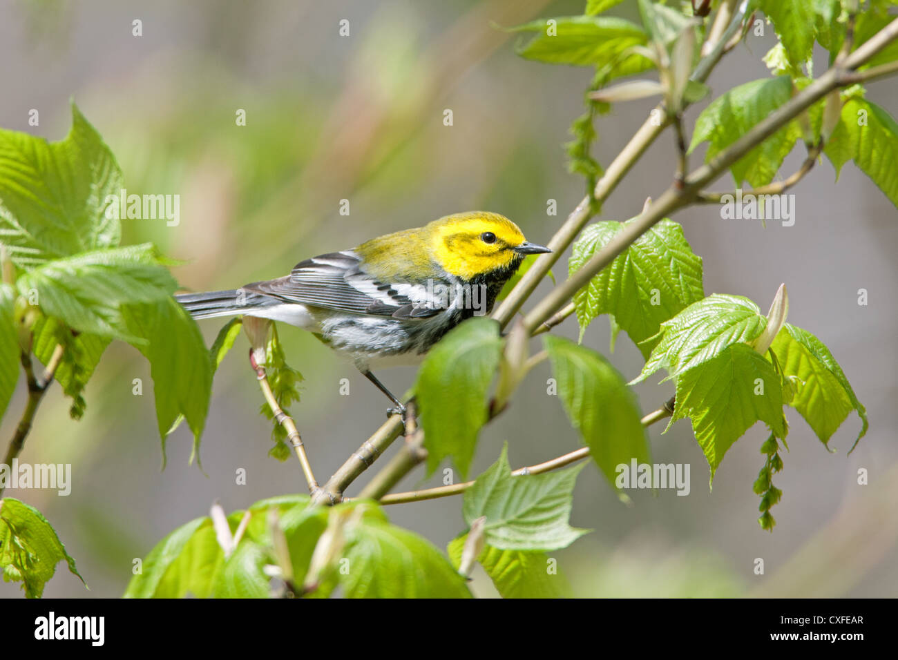 Schwarzkehlchen-Green Warbler-Vogel-songbird Stockfoto
