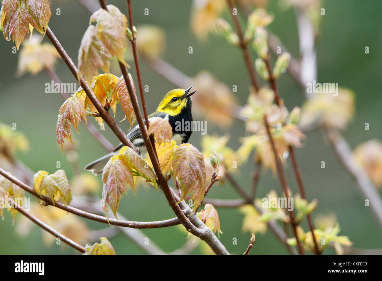 Schwarzer, kehlender grüner Warbler-Vogel songbird singt senkrecht in Maple Tree Stockfoto