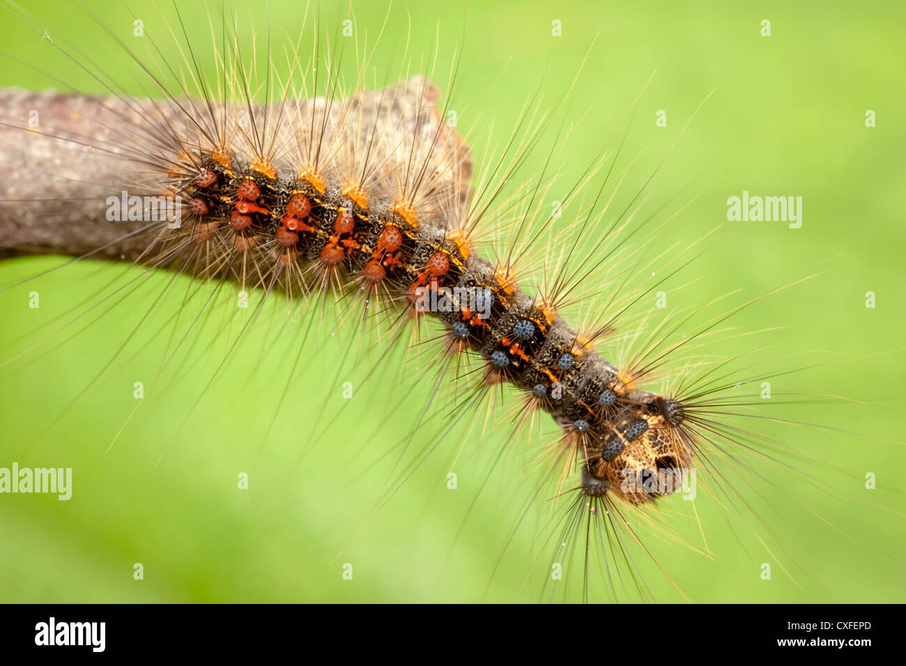 Eine Schwammspinner (Lymantria Dispar) Raupe (Larve) untersucht das Ende von einem Zweig. Stockfoto