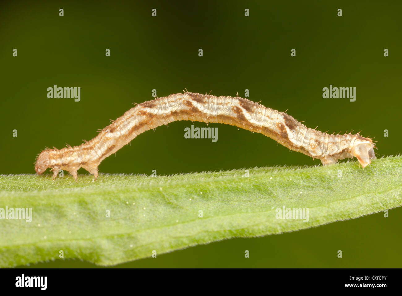 Gemeinsame Tan Welle Moth (Pleuroprucha Insulsaria) Raupe (Larve) Stockfoto