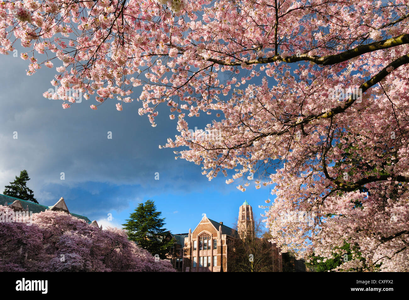Blühende Kirschbäume auf dem Quad der University of Washington in Seattle, Washington. Stockfoto
