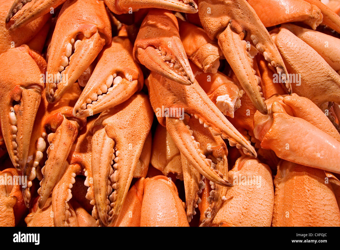 Krebstiere Messschieber Pinzas de Crustaceos Marico mariscos Stockfoto
