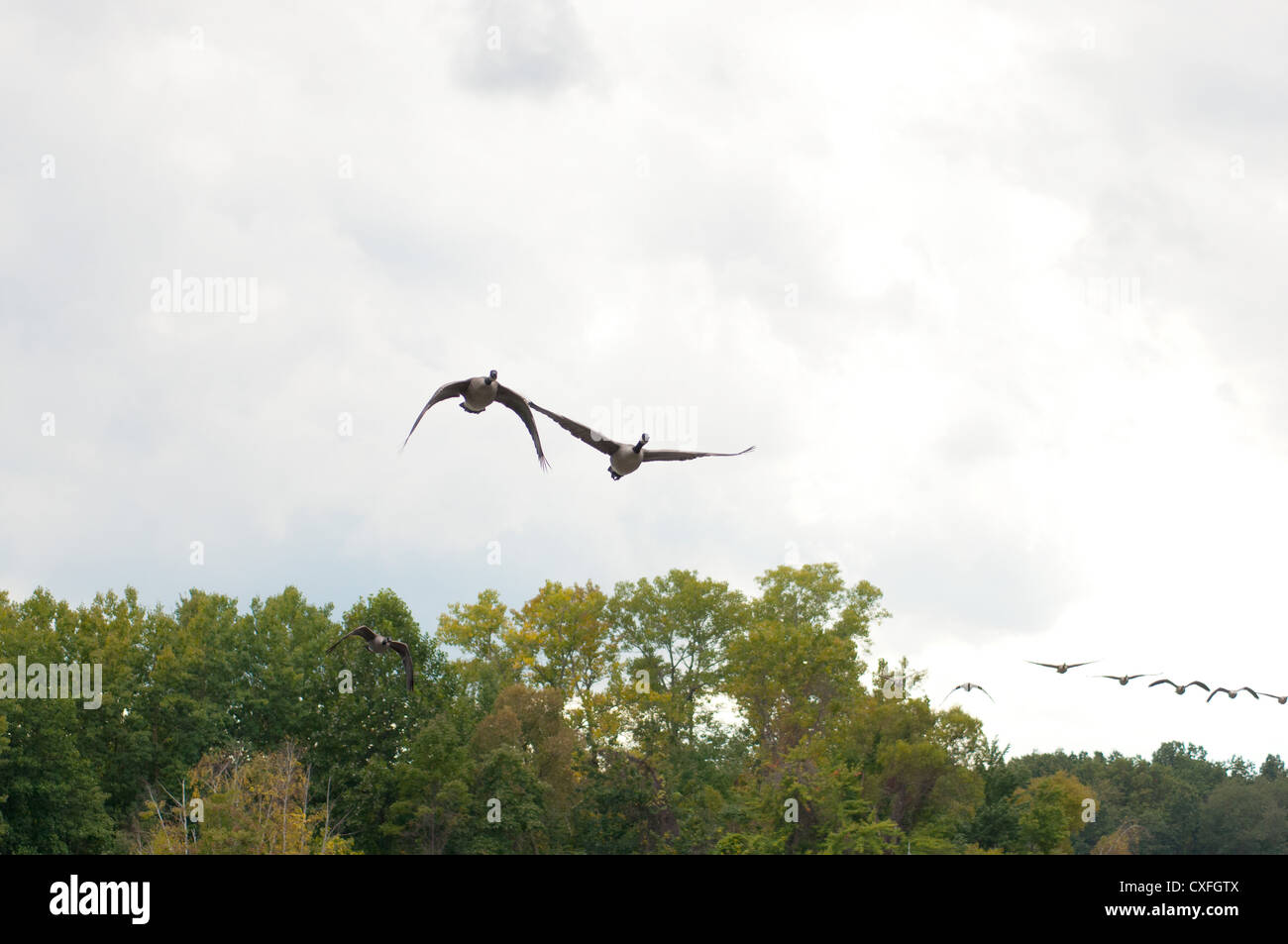 Kanadische Gänse im Formationsflug an einem Herbsttag Stockfoto