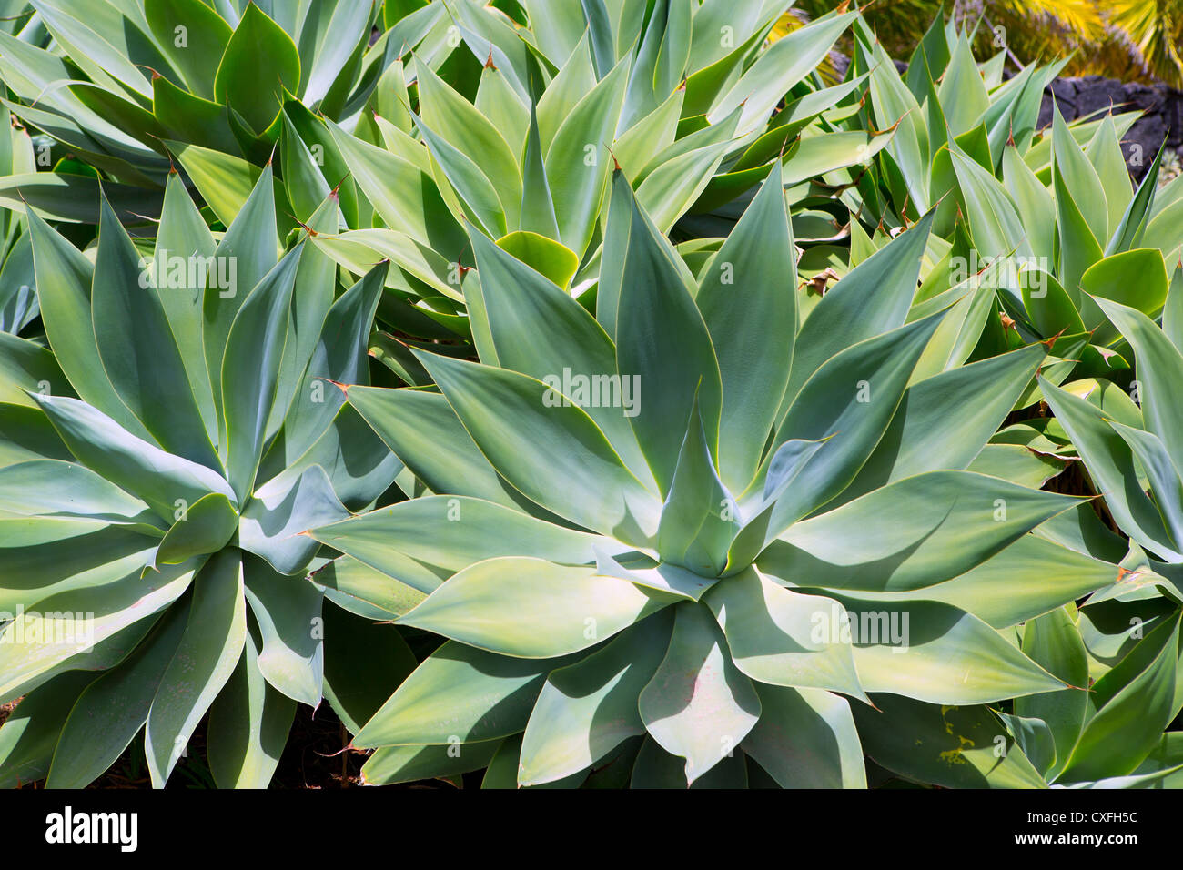 Agave Attenuata In Flower Stockfotos und bilder Kaufen Alamy