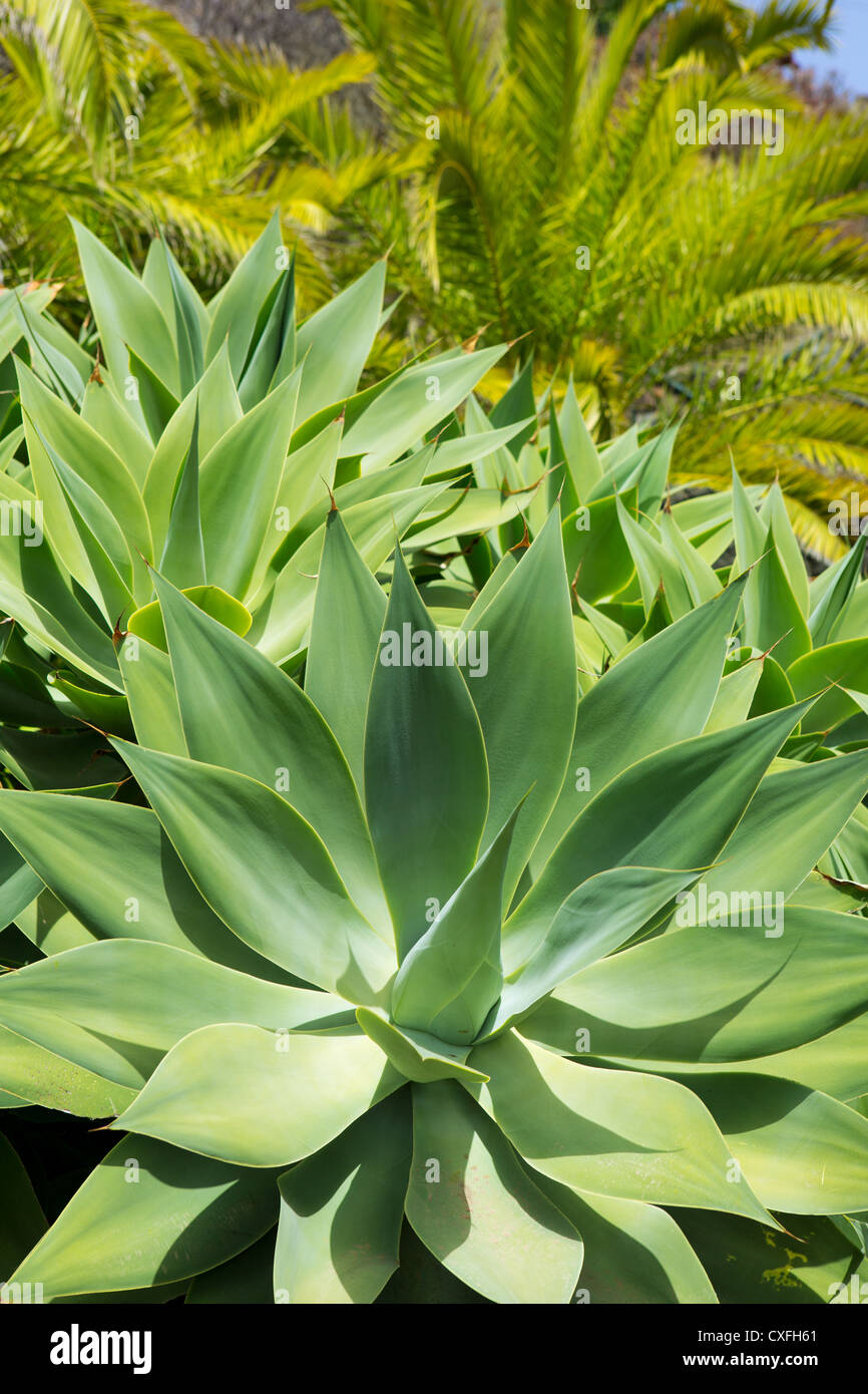 Agave Attenuata In Flower Stockfotos und bilder Kaufen Alamy