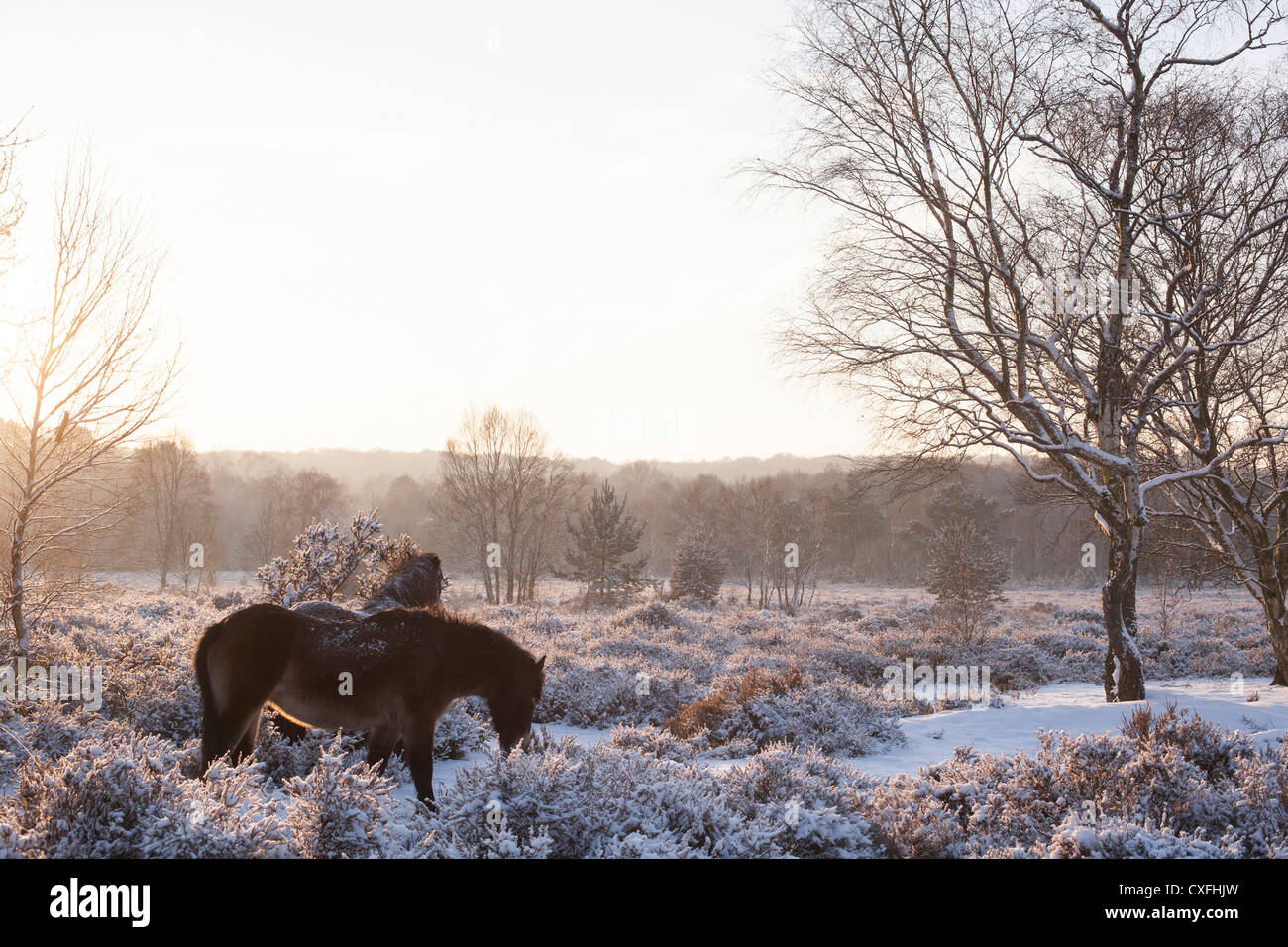 Sutton Coldfield Park im Schnee Stockfoto