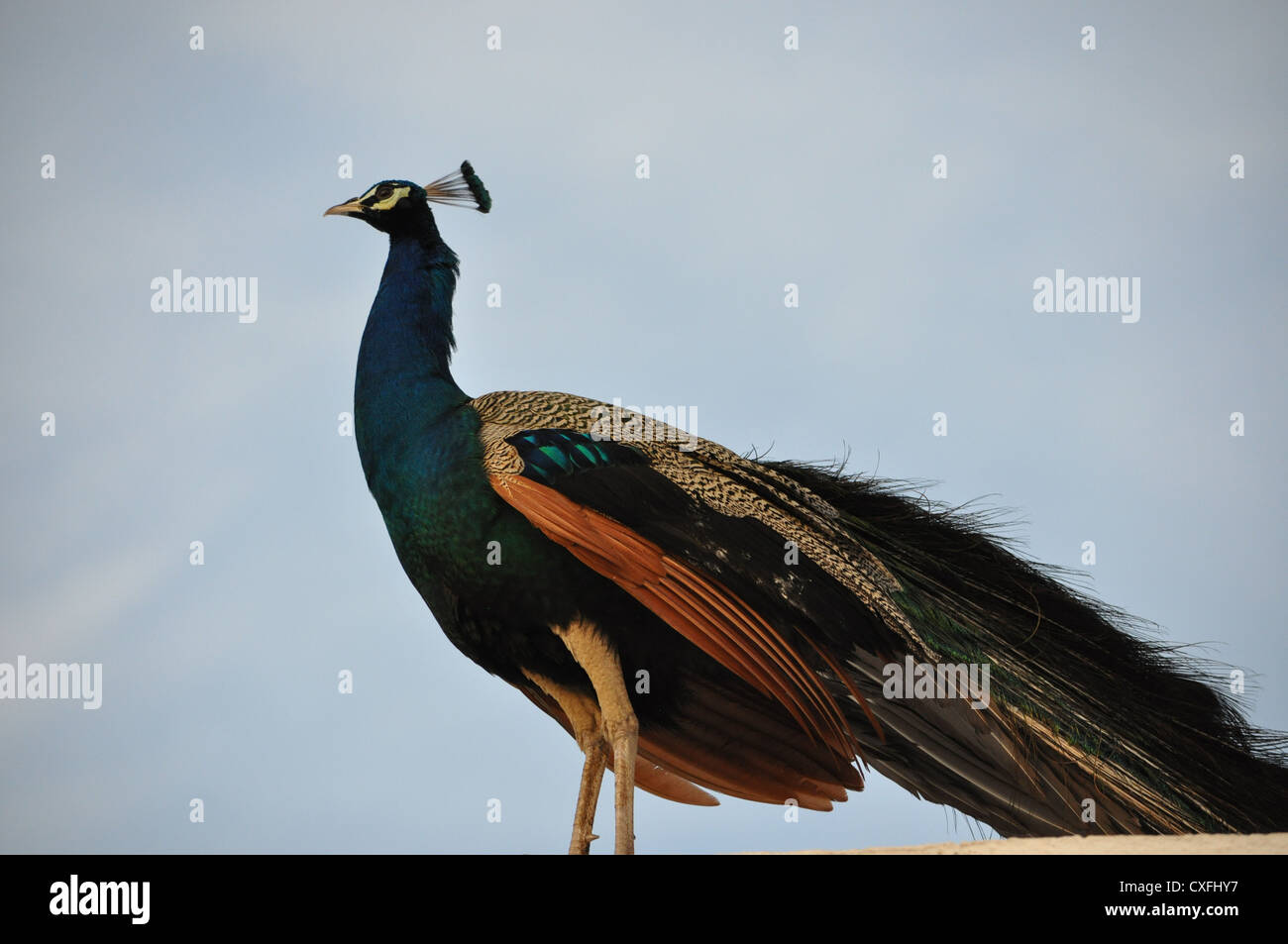 Ein schöner Pfau Stockfoto