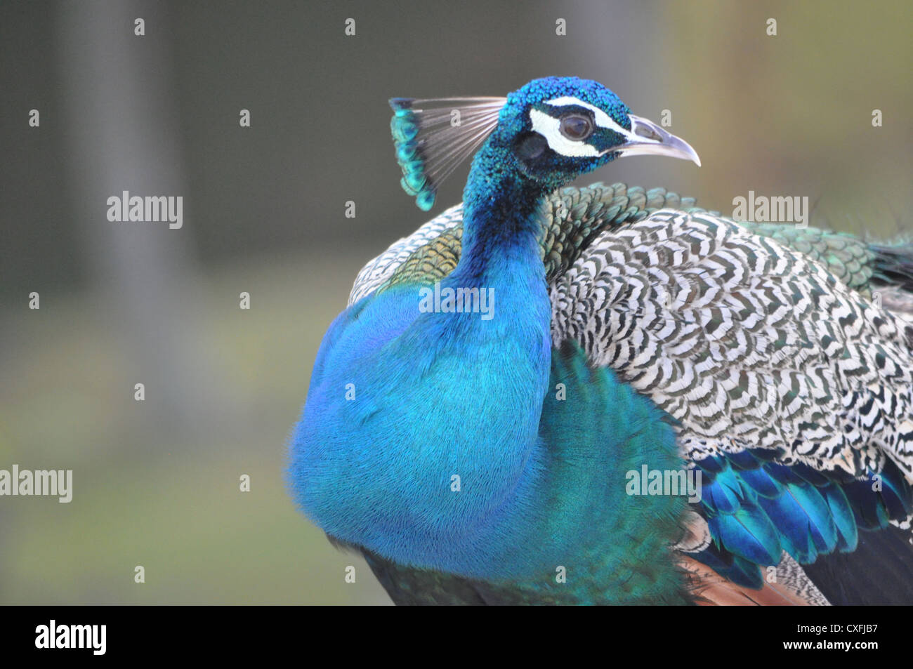 Ein schöner Pfau Stockfoto