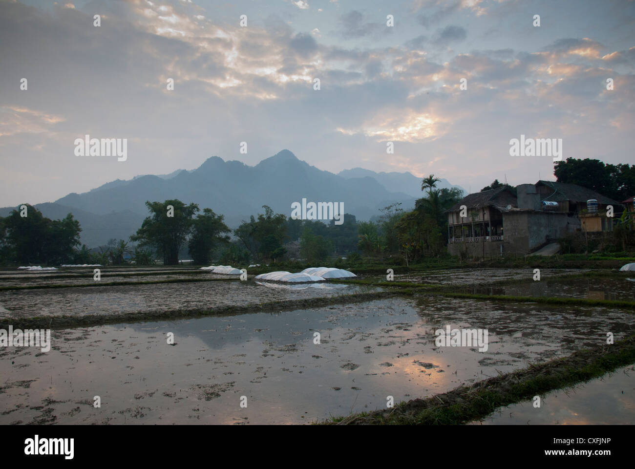 Reisfelder Mai Chau, in der Nähe von Hanoi Vietnam Stockfoto