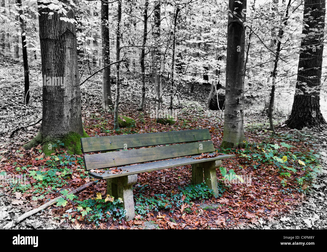 Holzbank im herbstlichen Wald teilweise schwarz und weiß, Konzept für Einsamkeit, Alleinsein, vergehende Zeit Stockfoto