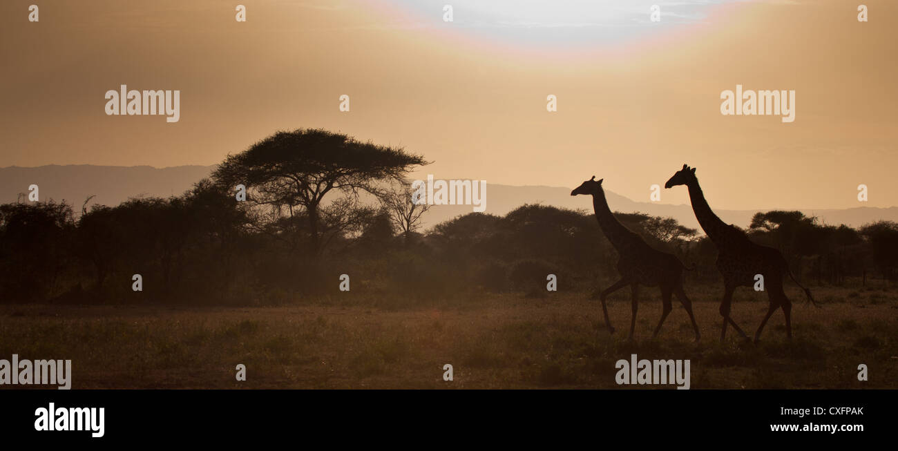 Ein paar Giraffen Kreuz der Savanne vor einem Sonnenuntergang. Serengeti Nationalpark, Tansania. Stockfoto