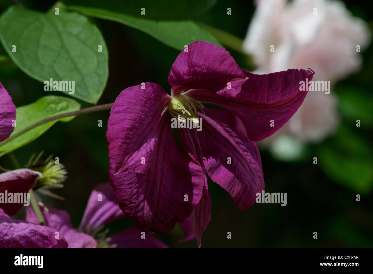Clematis Jackmanii mit New Dawn Rosen wachsen Stockfoto