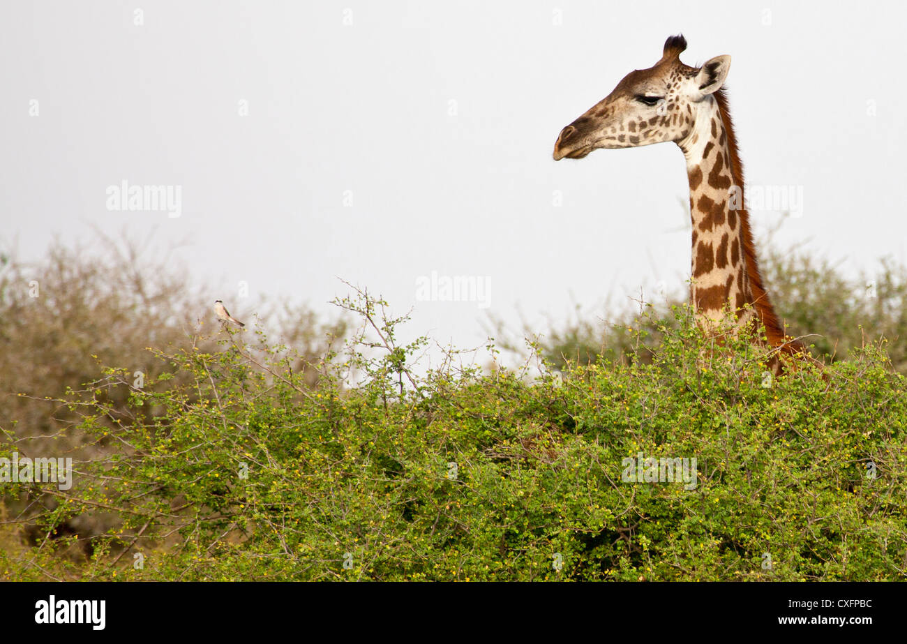 Eine Giraffe späht durch die Spitze des Baumes. Serengeti Nationalpark, Tansania Stockfoto