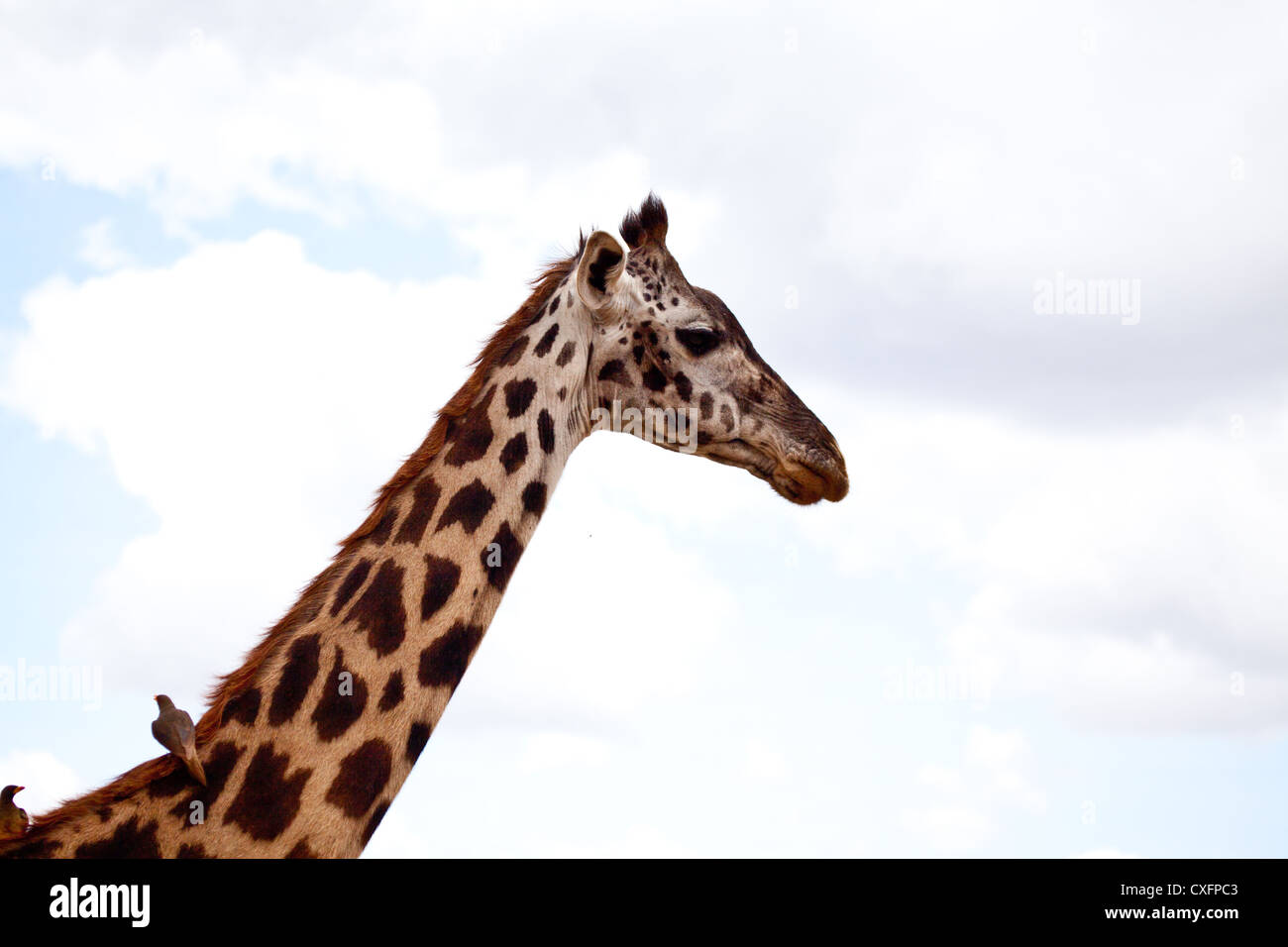 Giraffe auf der Savanne. Serengeti Nationalpark, Tansania Stockfoto