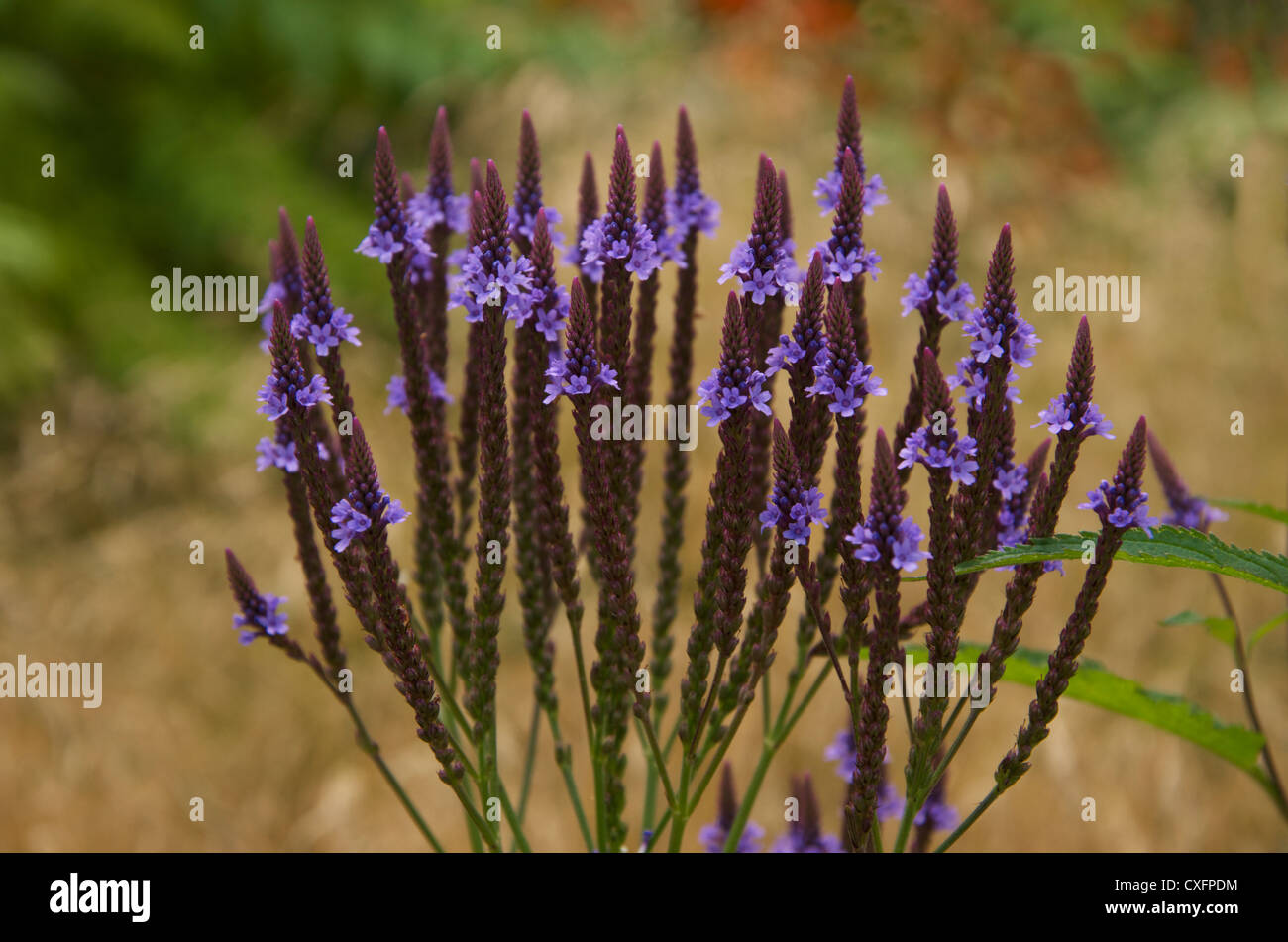 Die lila blühenden Spitzen Vervain oder Eisenkraut Handsworthensis ein Kraut und Heilpflanze. Stockfoto