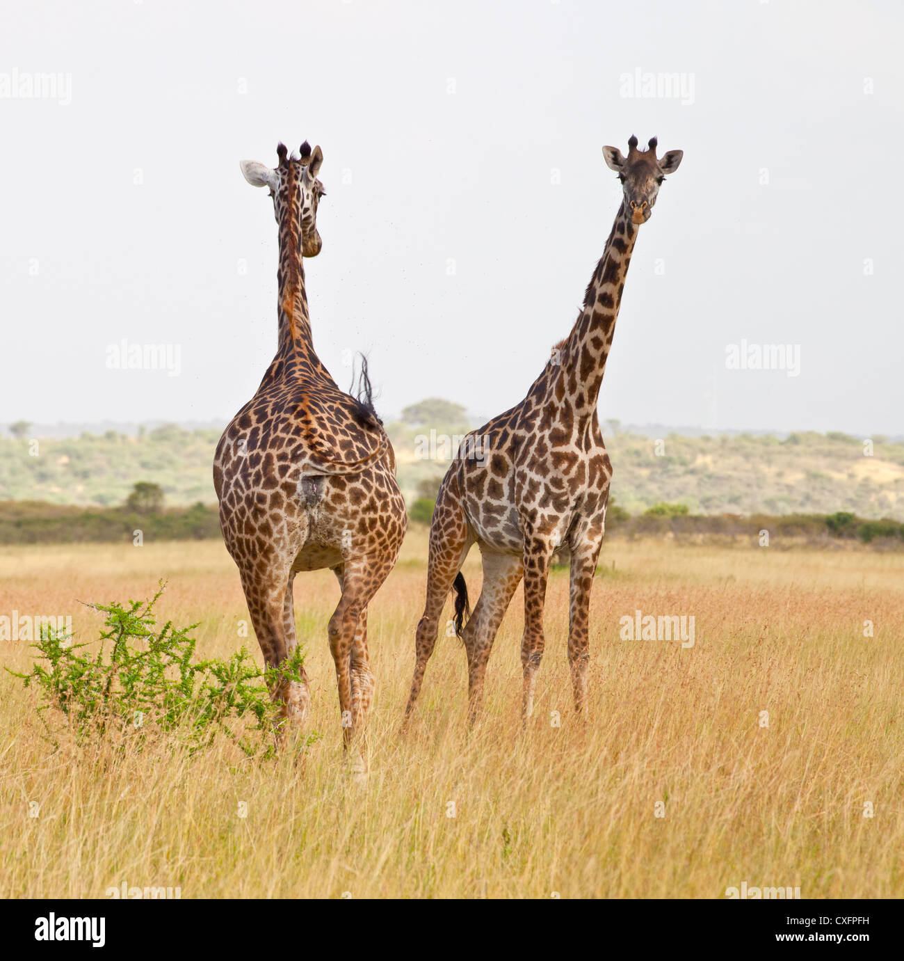 Zwei Giraffen in der Savanne. Serengeti Nationalpark, Tansania Stockfoto