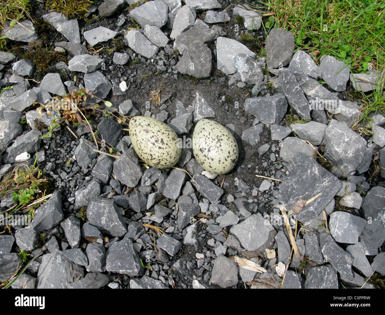 Auster-Catcher Eiern auf ein Nest von Steinen Stockfoto