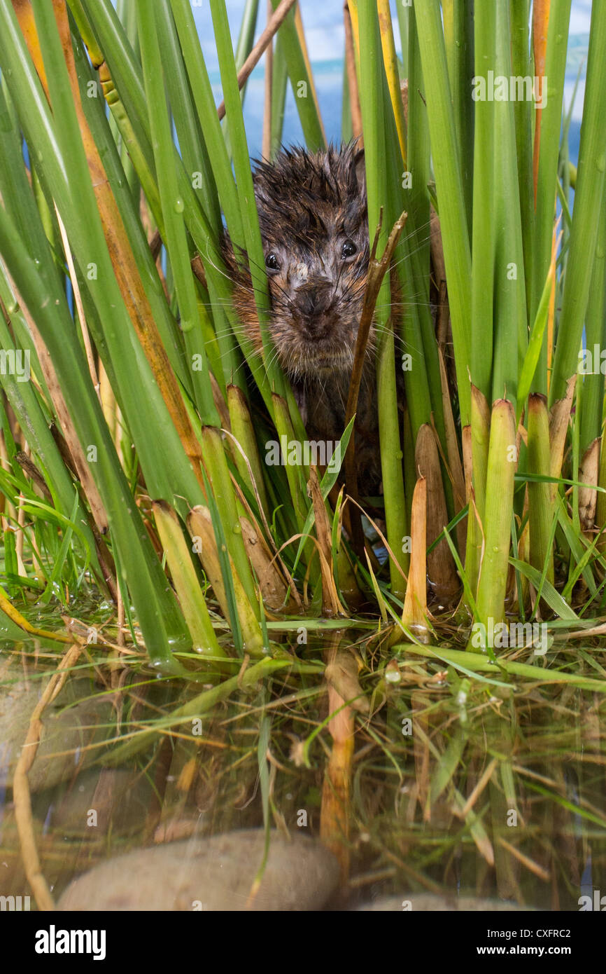 Nahaufnahme einer eurasischen Schermaus (Arvicola Amphibius) peeping durch Schilf Stockfoto