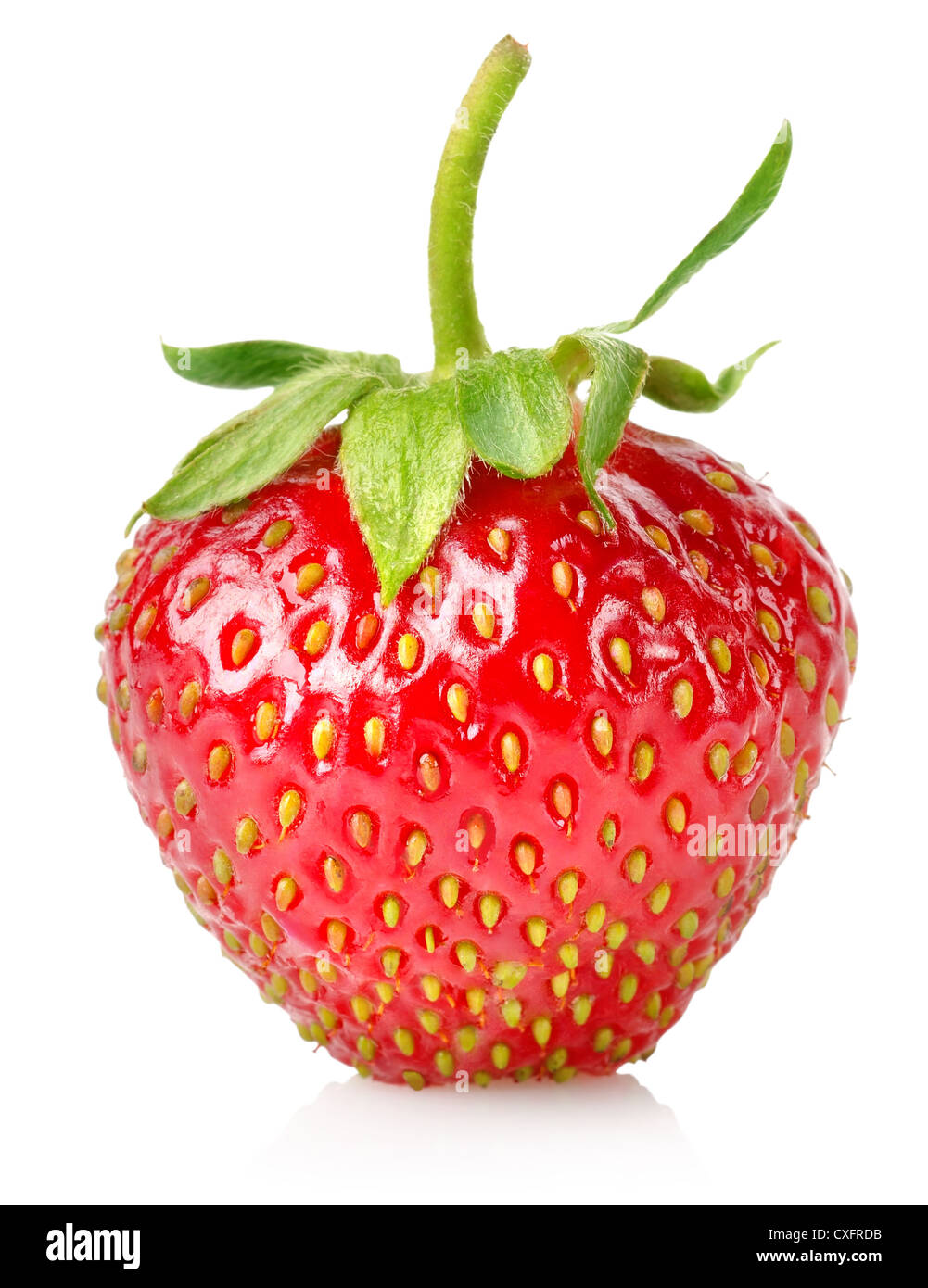 Reife Erdbeeren auf weißem Hintergrund isoliert Stockfoto