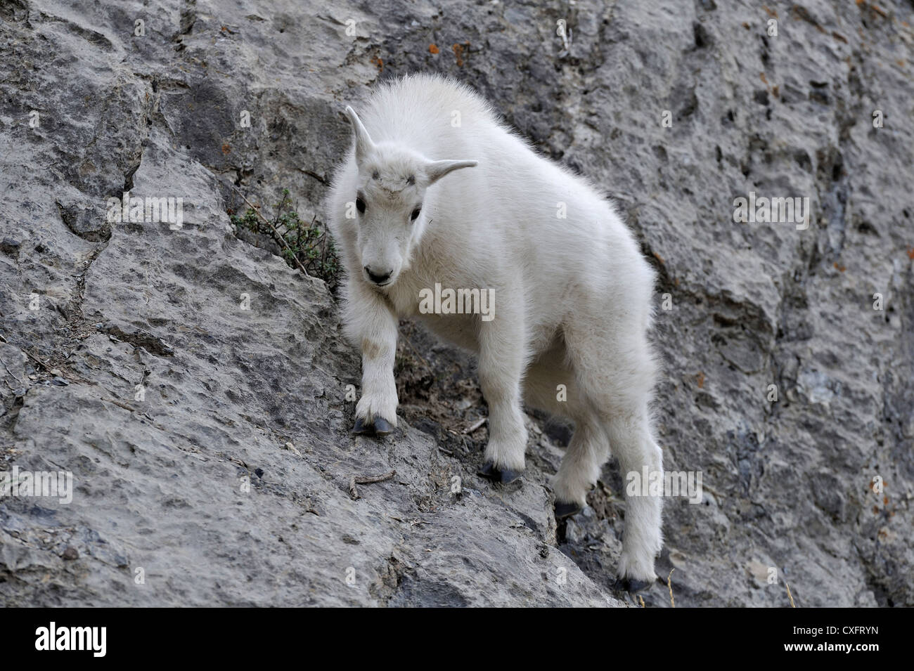 Ein Baby Bergziege zu Fuß auf einem steilen Berghang. Stockfoto