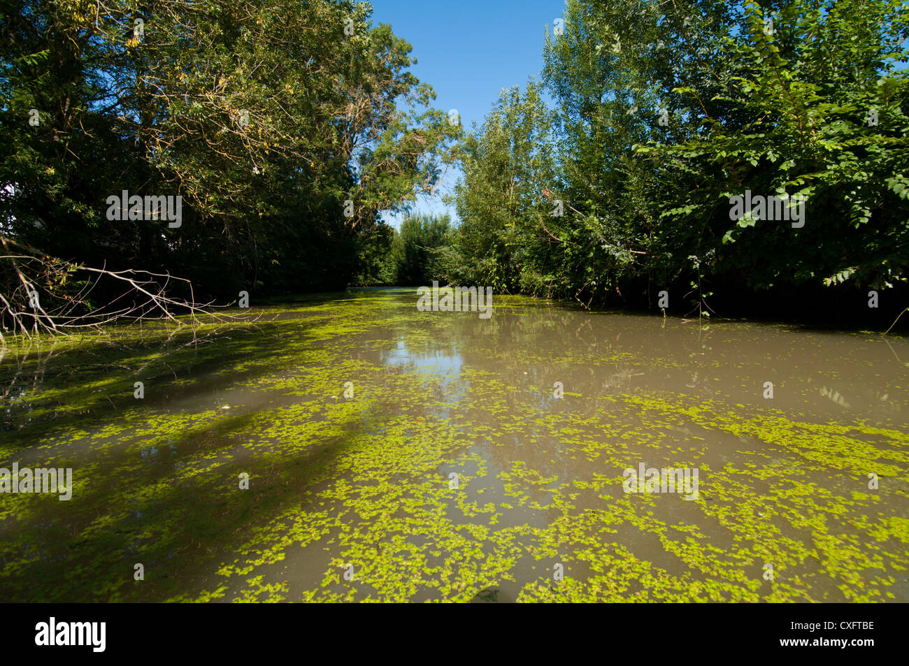 Poitou nass Sumpfgebiete im Sommer in der Nähe von Maillezais, Vendée, Pays De La Loire, Frankreich. Stockfoto