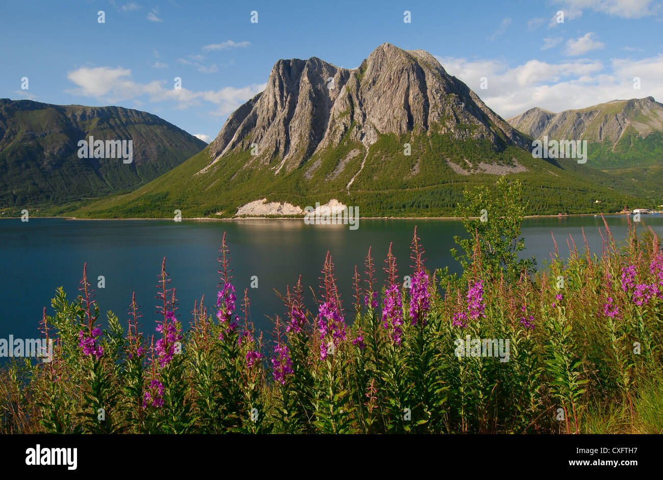 Klassische norwegische Szene. Berge mit Blick auf die Fjorde und Wildblumen - in diesem Fall Weidenröschen Stockfoto