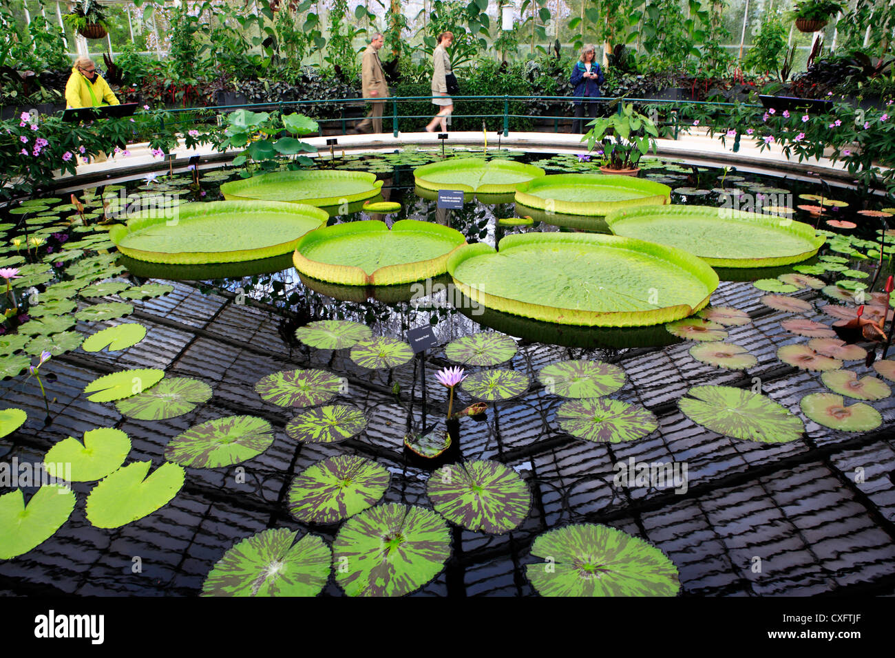 Kew Gardens, Palmenhaus (1848), London, UK Stockfoto