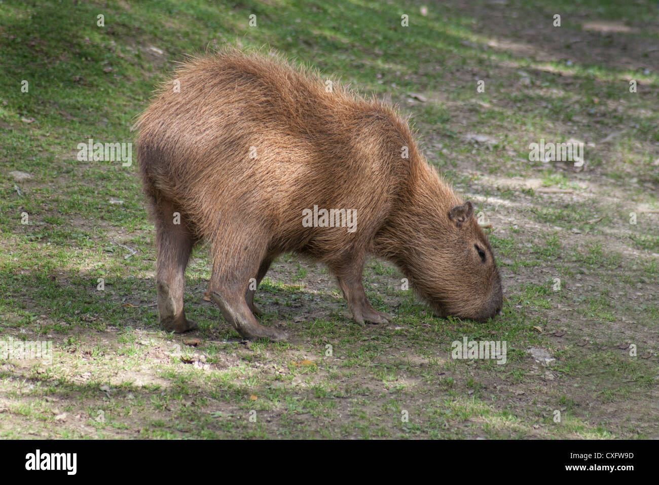Capybara - das weltweit größte lebende Nagetier Stockfoto