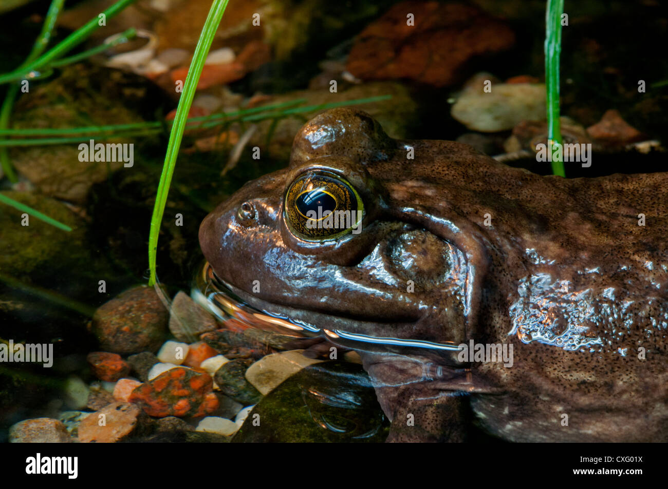 Nahaufnahme von einem amerikanischen Bullfrog. Stockfoto