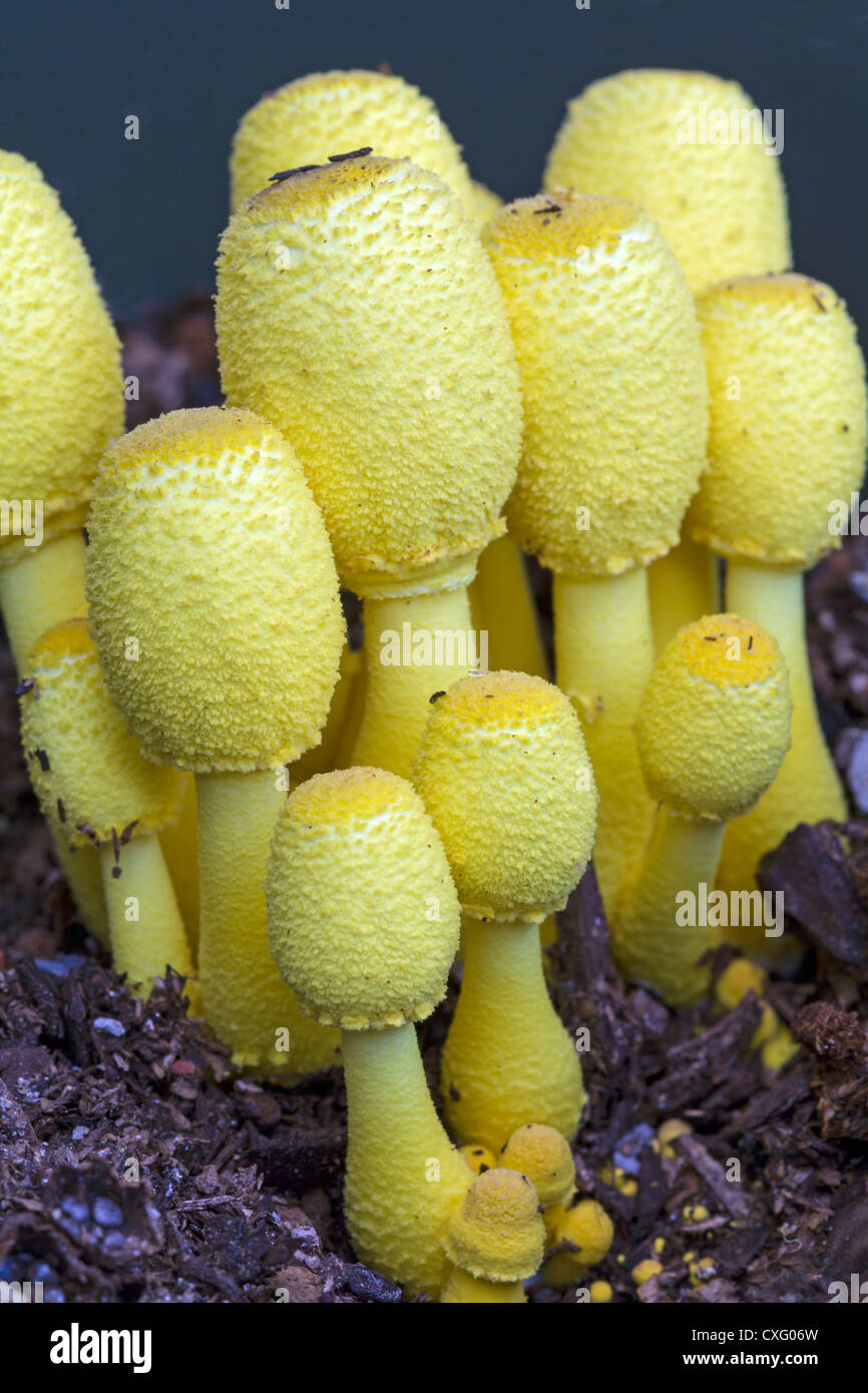Leucocoprinus Birnbaunii, eine helle gelbe Pilz, der hufig in Tpfen mit  Zimmerpflanzen und in Gewchshusern wchst Stockfotografie - Alamy