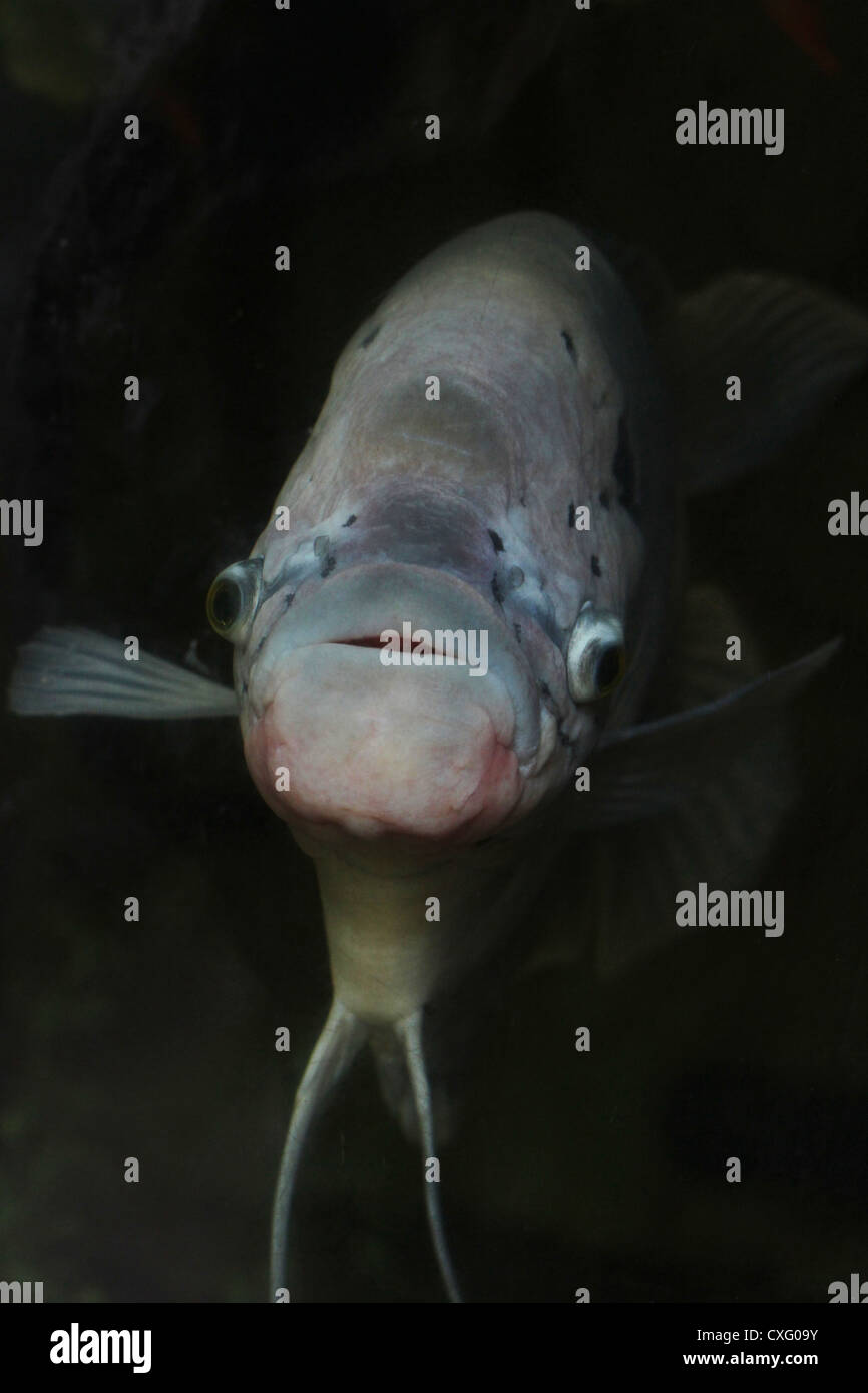 Hässlicher fisch Fotos und Bildmaterial in hoher Auflösung Alamy