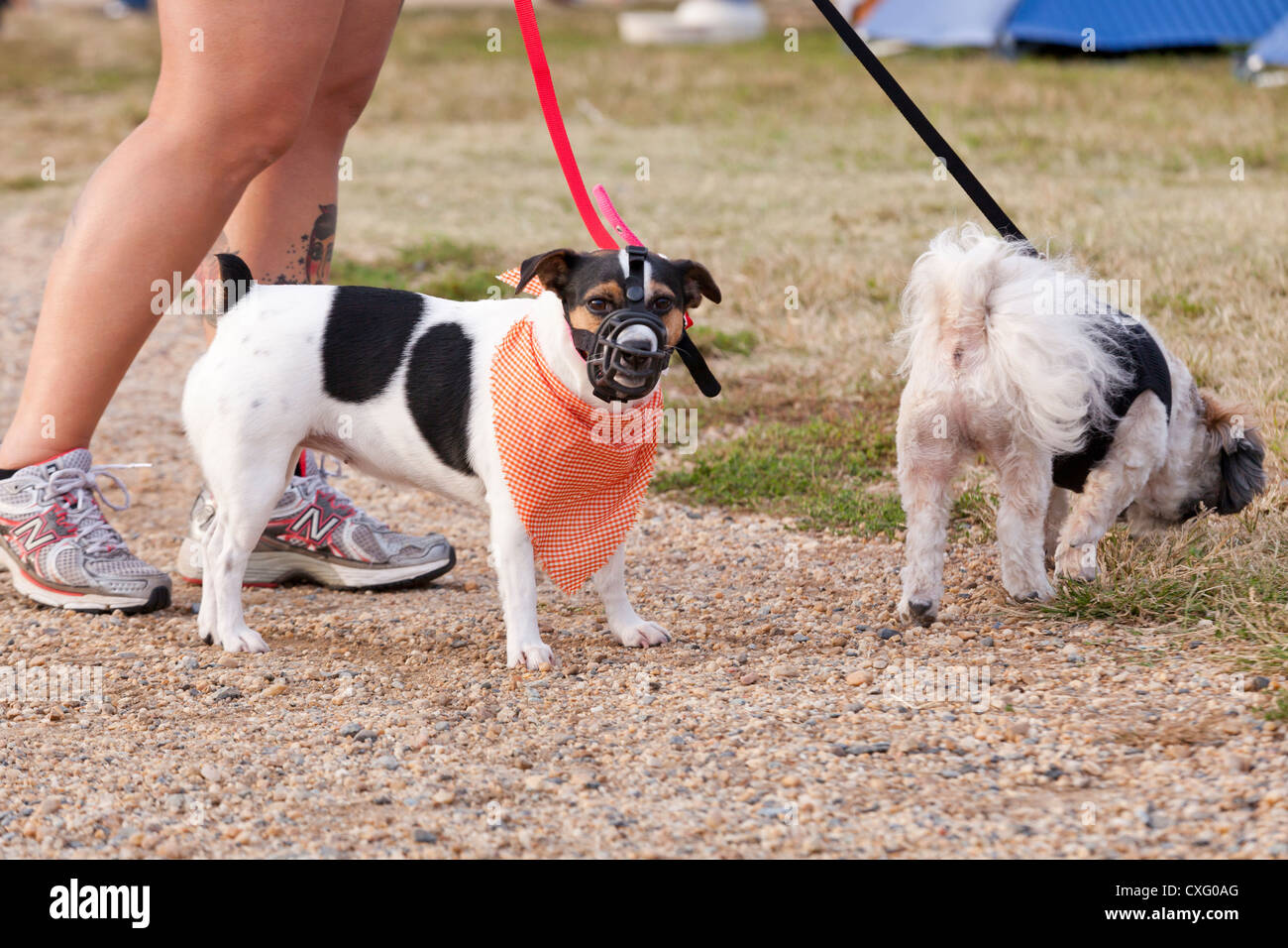 Kleine Hunde an die Leine - USA Stockfoto