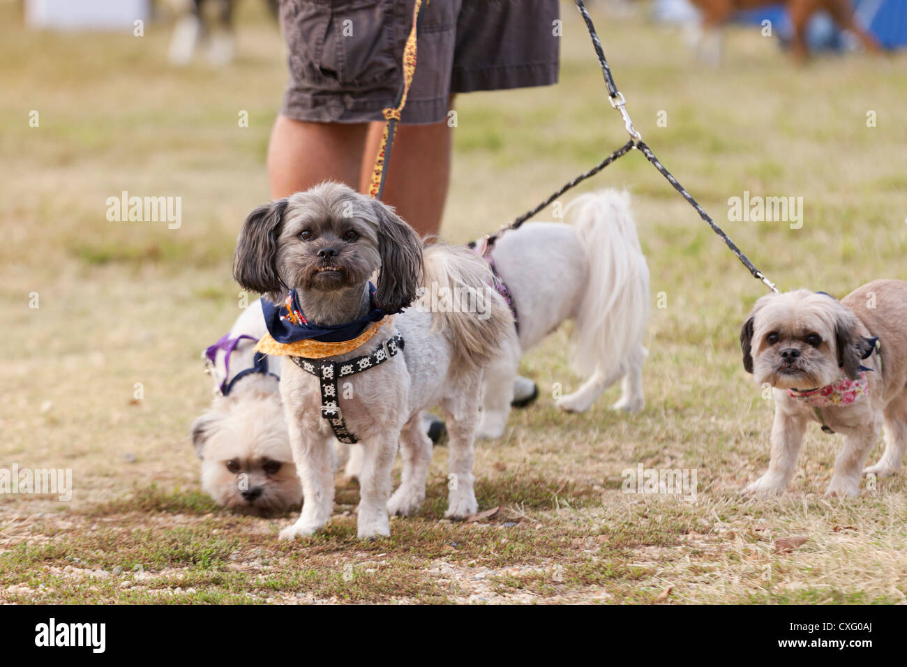 Kleine Hunde an die Leine - USA Stockfoto