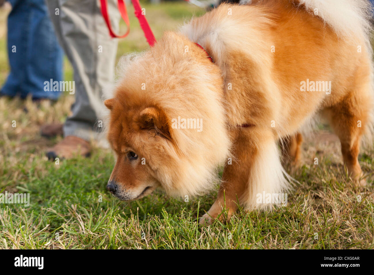 Chow Chow Hund an der Leine Stockfoto