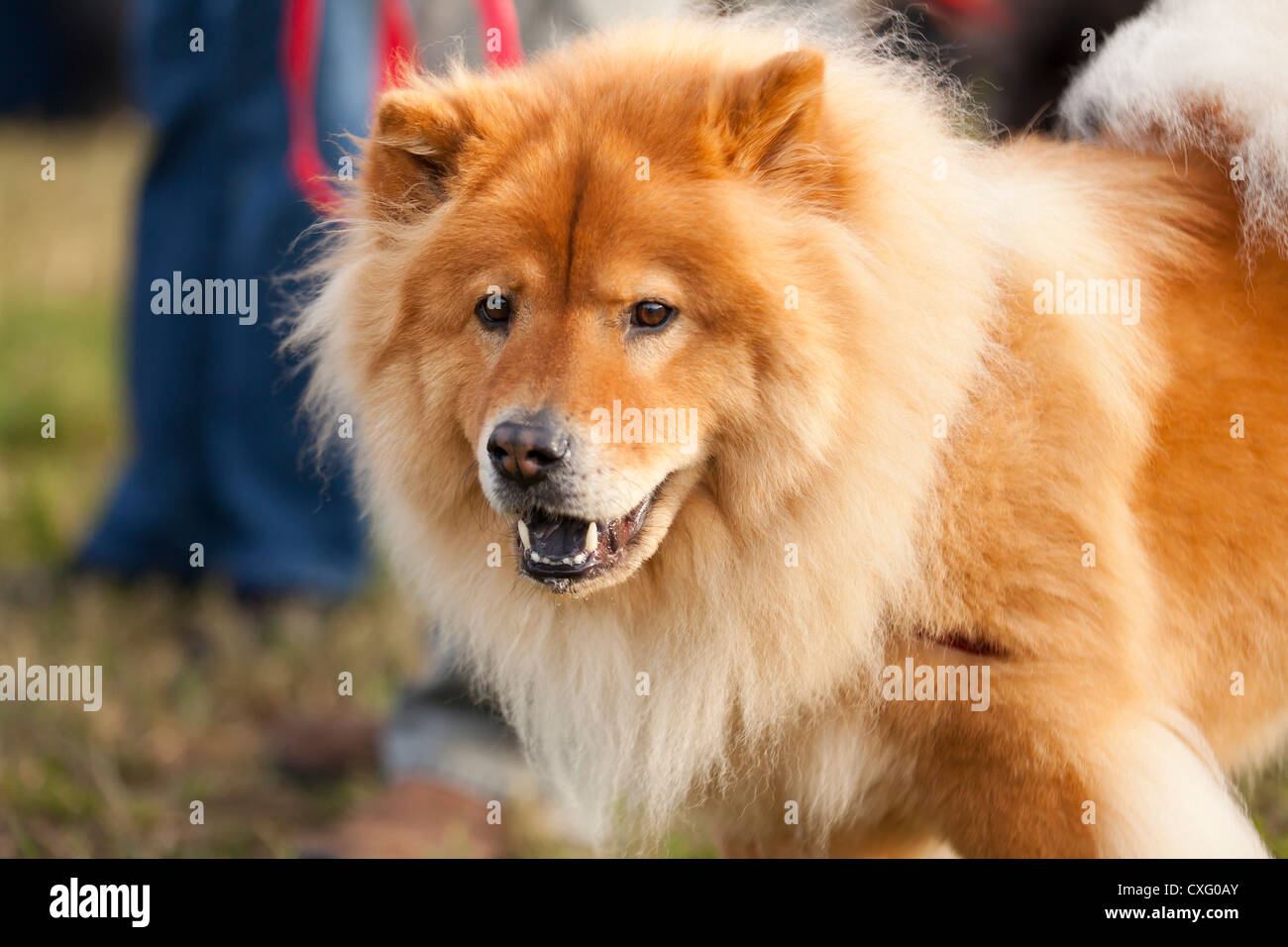 Chow Chow Hund an der Leine Stockfoto
