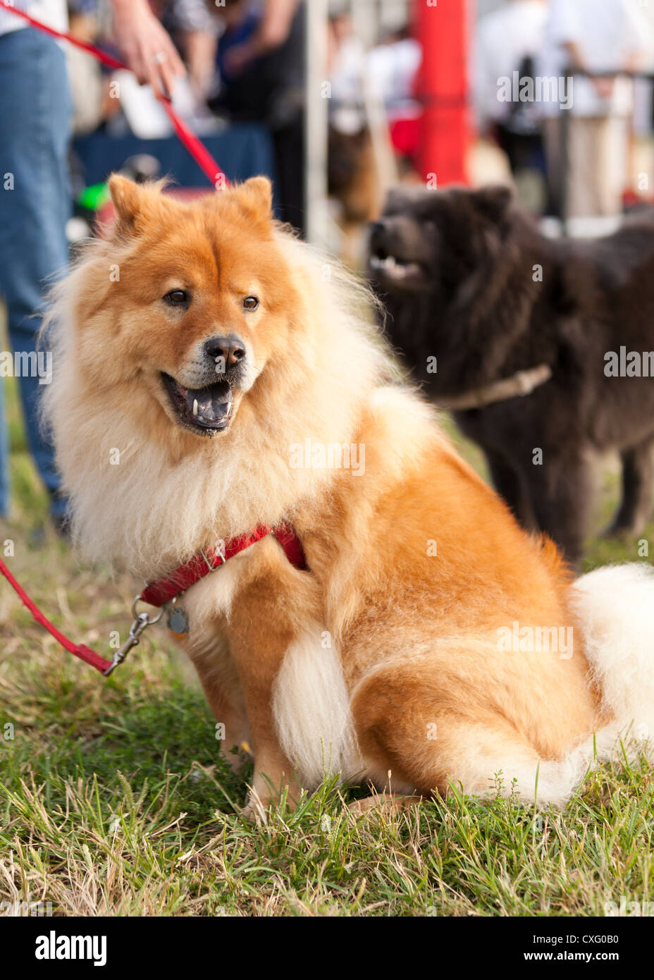 Chow Chow Hund an der Leine Stockfoto