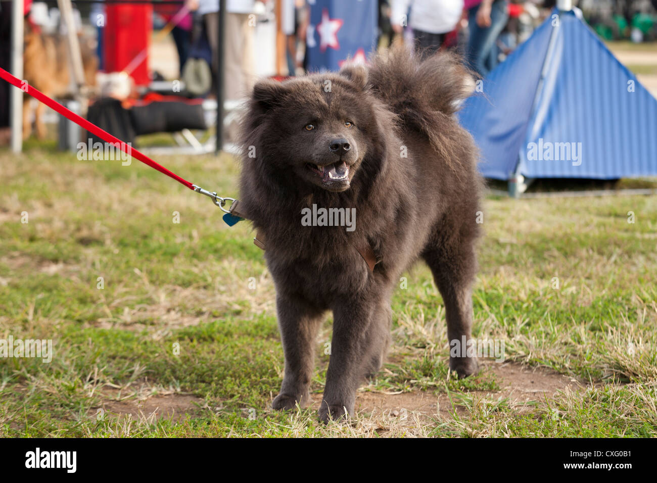 Dunkle braune Jacke Chow-Chow Hund an der Leine Stockfoto