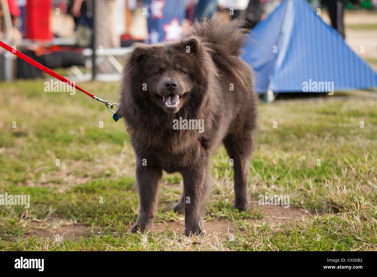 Dunkle braune Jacke Chow-Chow Hund an der Leine Stockfoto