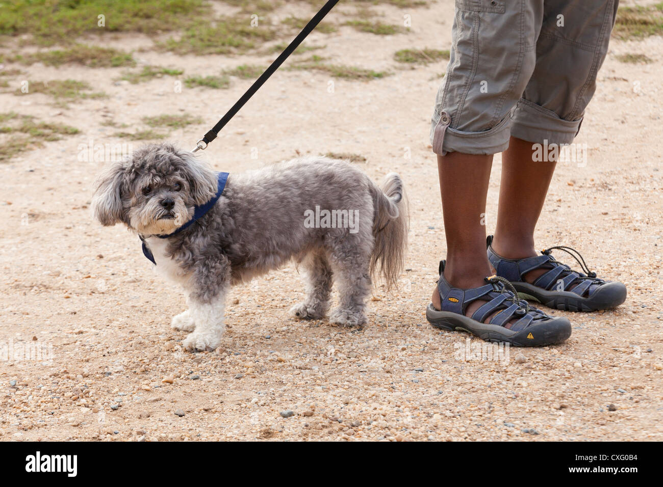 Kleiner Hund an der Leine - USA Stockfoto