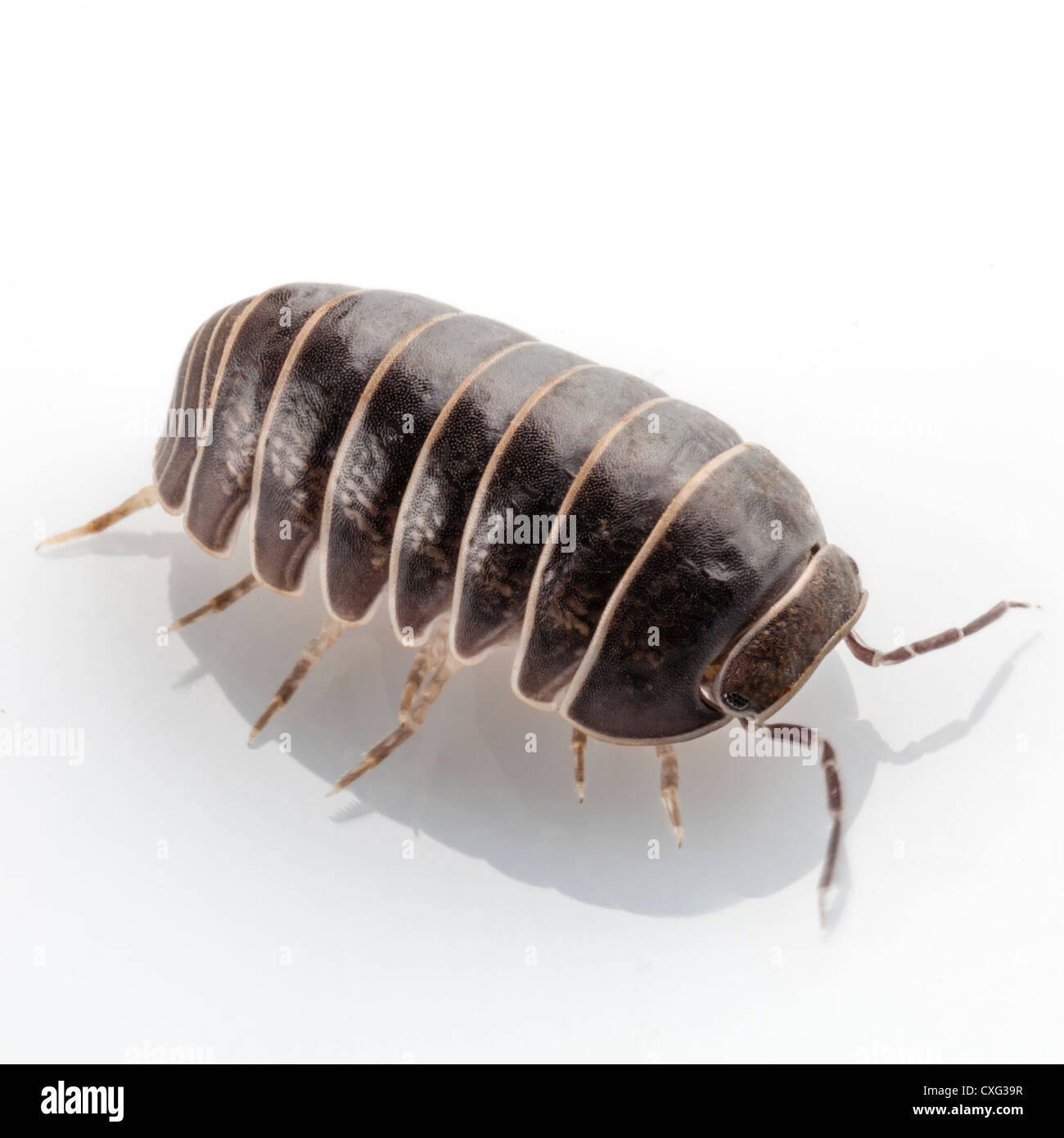 Pille-Bug Armadillidium Vulgare Arten isoliert auf weißem Hintergrund Stockfoto