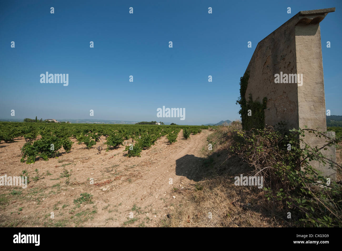 Alten Weinberg Zeichen und Reben in Gigondas in den Côtes du Rhône, Südfrankreich Stockfoto